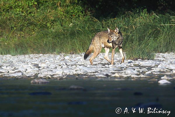 Wilk, Canis lupus