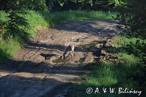 wilk Canis lupus