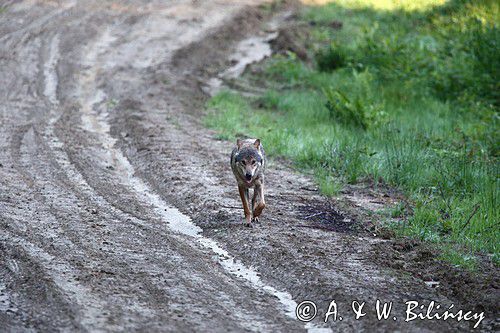 wilk Canis lupus