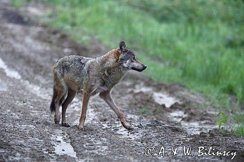 wilk Canis lupus