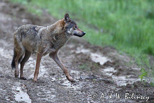 wilk Canis lupus