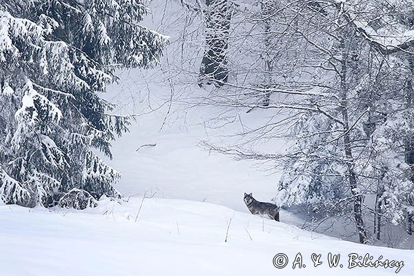 wilk, Canis lupus