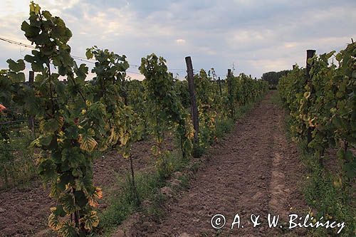 Winnica Cantina, Mozów, Lubuski Szlak Wina i Miodu, Zielonogórscy winiarze