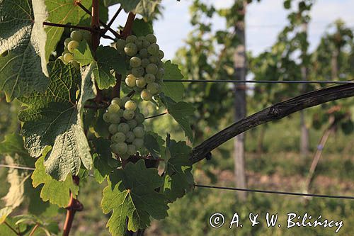 Winnica Cantina, Mozów, Lubuski Szlak Wina i Miodu, Zielonogórscy winiarze