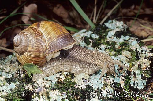 Ślimak winniczek, Helix pomatia