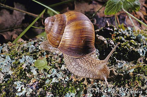 Ślimak winniczek, Helix pomatia