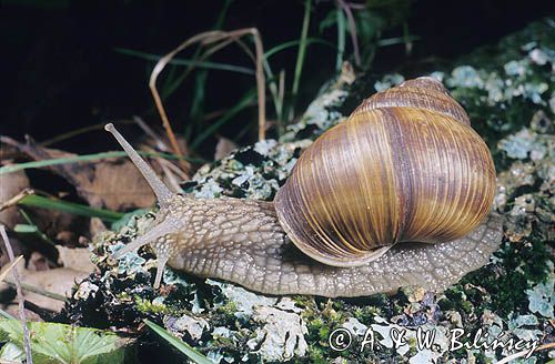 Ślimak winniczek, Helix pomatia