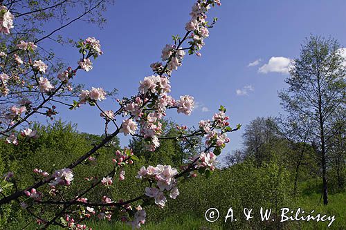 kwitnace drzewo owocowe, jabłoń