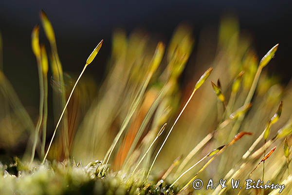 Płonnik pospolity, Polytrichum commune