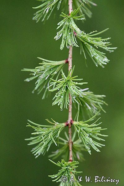 Modrzew europejski, Larix decidua