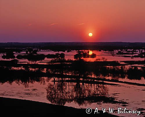 wiosenne rozlewiska Biebrzy Biebrzański Park Narodowy, zachód słońca