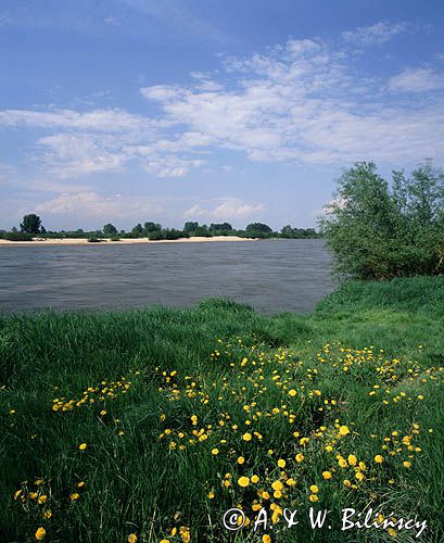 Wisła koło wsi Rożniaty pod Baranowem Sandomierskim /230 km spławnej rzeki/ Kotlina Sandomierska