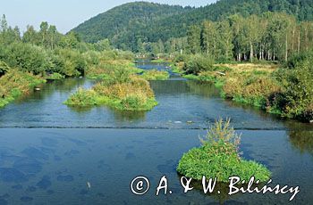 rzeka Wisła w Wiśle, Beskid Śląski