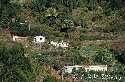 Wyspy Kanaryjskie, El Cedro