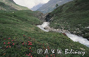 Włochy, dolina Aosty, Gran Paradiso