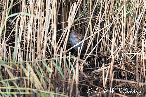 Wodnik zwyczajny, wodnik, Rallus aquaticus