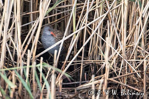 Wodnik zwyczajny, wodnik, Rallus aquaticus