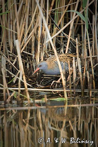 Wodnik zwyczajny, wodnik, Rallus aquaticus