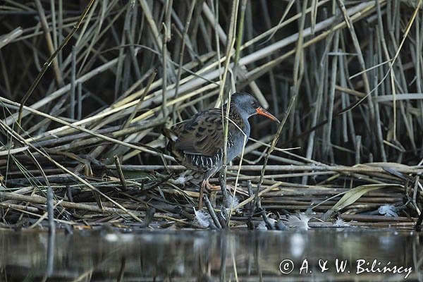 Wodnik zwyczajny, wodnik, Rallus aquaticus