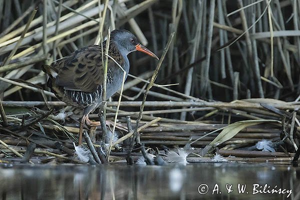 Wodnik zwyczajny, wodnik, Rallus aquaticus