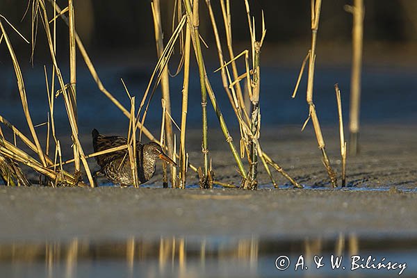 Wodnik zwyczajny, wodnik, Rallus aquaticus