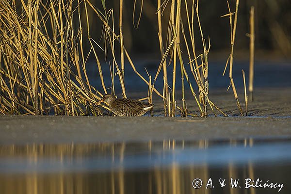 Wodnik zwyczajny, wodnik, Rallus aquaticus