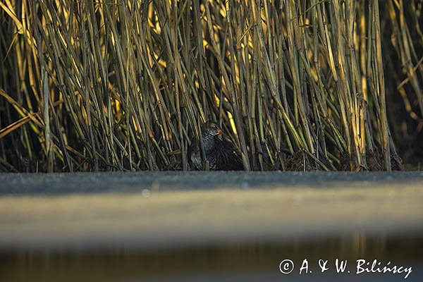 Wodnik zwyczajny, wodnik, Rallus aquaticus