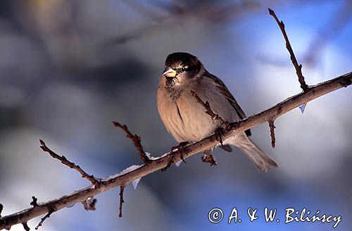 wróbel passer domesticus