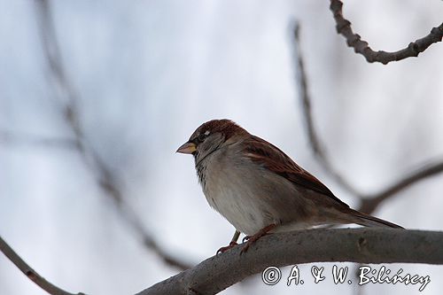 wróbel passer domesticus