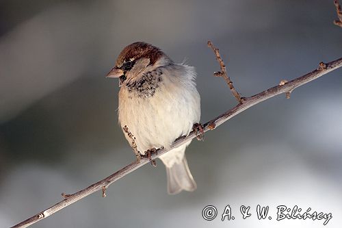 wróbel passer domesticus