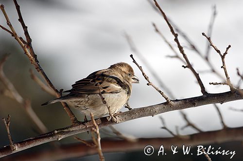 wróbel passer domesticus