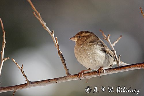 wróbel passer domesticus