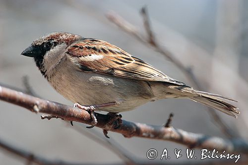 wróbel passer domesticus