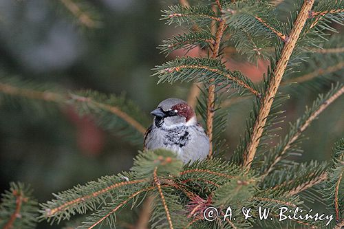 wróbel passer domesticus