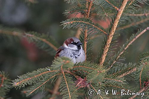 wróbel passer domesticus