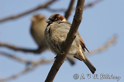 wróbel passer domesticus