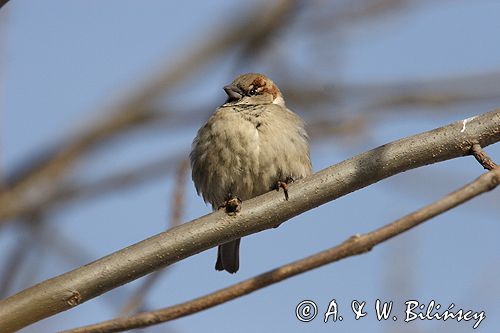 wróbel passer domesticus