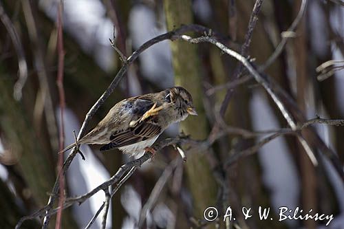 Wróbel domowy - Passer domesticus