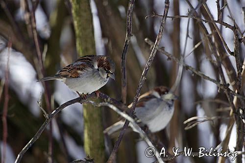 Wróbel domowy - Passer domesticus