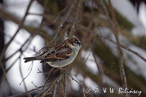 Wróbel domowy - Passer domesticus