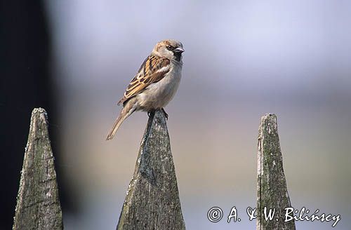 wróbel passer domesticus