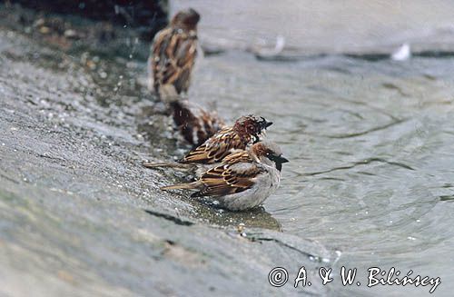 wróble w kąpieli passer domesticus