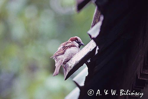 wróbel passer domesticus