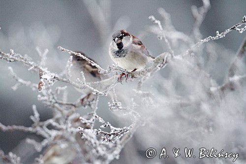 Wróbel zwyczajny, wróbel domowy, wróbel, jagodnik, Passer domesticus