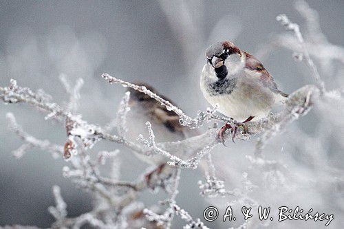 Wróbel zwyczajny, wróbel domowy, wróbel, jagodnik, Passer domesticus