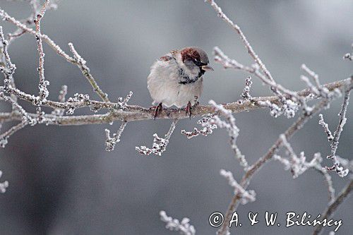 Wróbel zwyczajny, wróbel domowy, wróbel, jagodnik, Passer domesticus