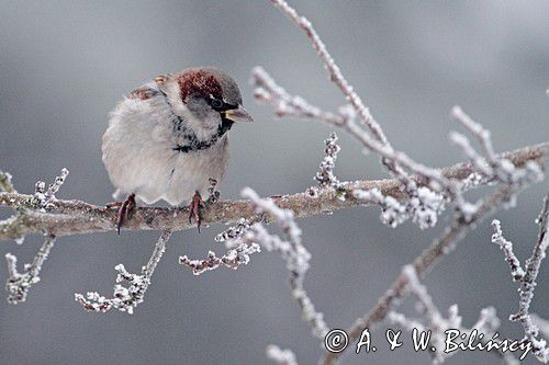 Wróbel zwyczajny, wróbel domowy, wróbel, jagodnik, Passer domesticus