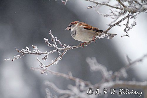 Wróbel zwyczajny, wróbel domowy, wróbel, jagodnik, Passer domesticus