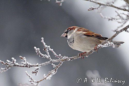 Wróbel zwyczajny, wróbel domowy, wróbel, jagodnik, Passer domesticus