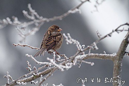 Wróbel zwyczajny, wróbel domowy, wróbel, jagodnik, Passer domesticus